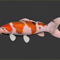 Vibrant Koi Fish With Red White Patterns And Black Spots On Dark Surface With Reflection 3d model