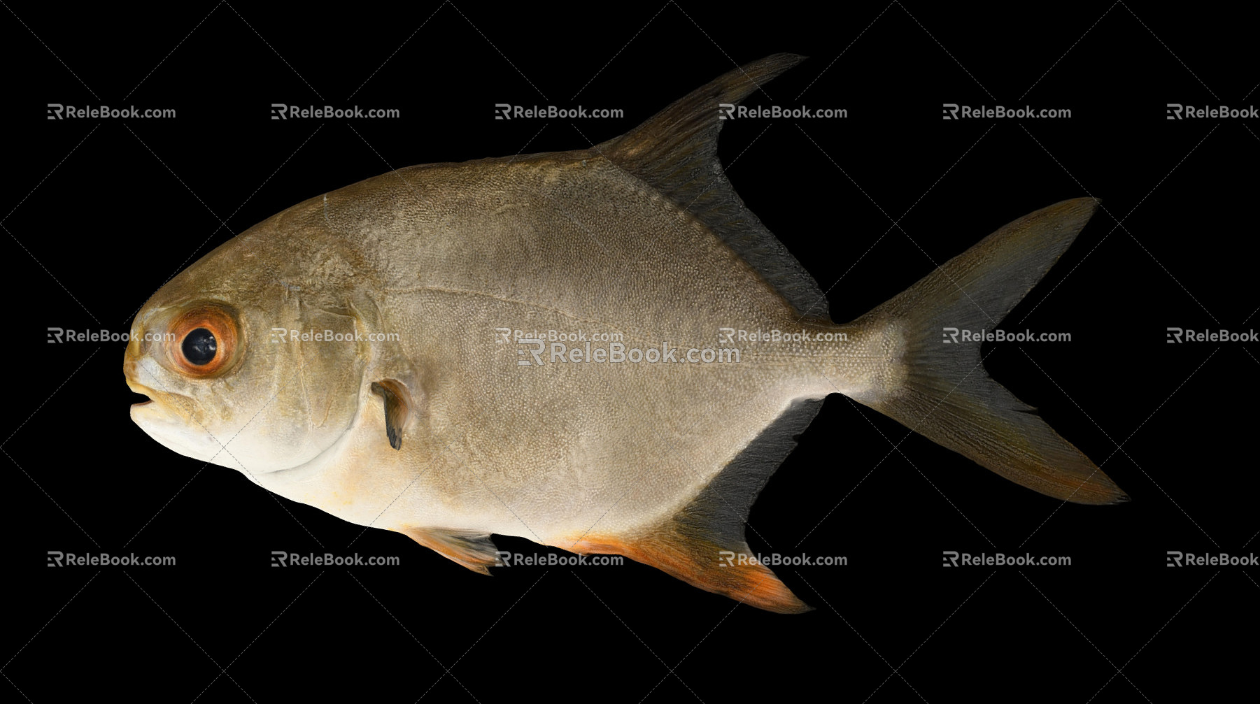 Modern Pomfret Pomfret 3d model