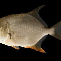 Modern Pomfret Pomfret 3d model