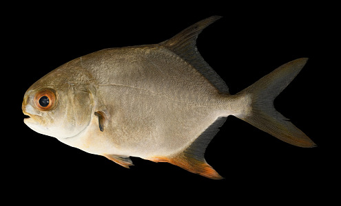 Modern Pomfret 3d model