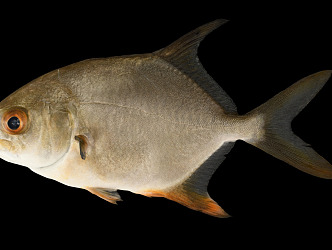 Modern Pomfret 3d model