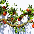 arbor pomegranate branch pomegranate tree pomegranate fruit garden fruit tree landscape modeling tree 3d model