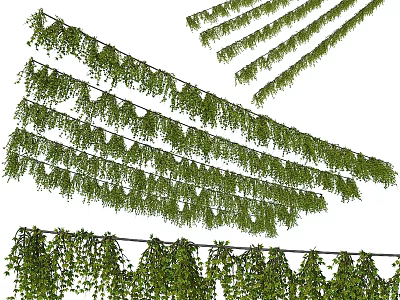 Green Hanging Vines as Garden Decor for Natural Outdoor Decorative Ambiance 3d model