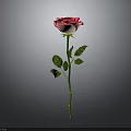 Beautiful Pink Rose Plant with Green Stem and Leaves on Gray Background