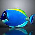 Blue Fish With Yellow And Green Stripes Black Head And Blue Tail On Gray Background