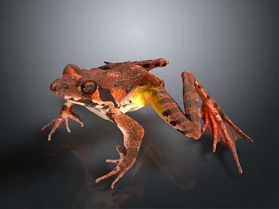 Brown Spotted Frog With Yellow Belly And Webbed Feet On Dark Background 3d model