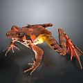Brown Spotted Frog With Yellow Belly And Webbed Feet On Dark Background