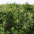 Lush Green Wild Plants Growing Among Natural Stones In Garden Area