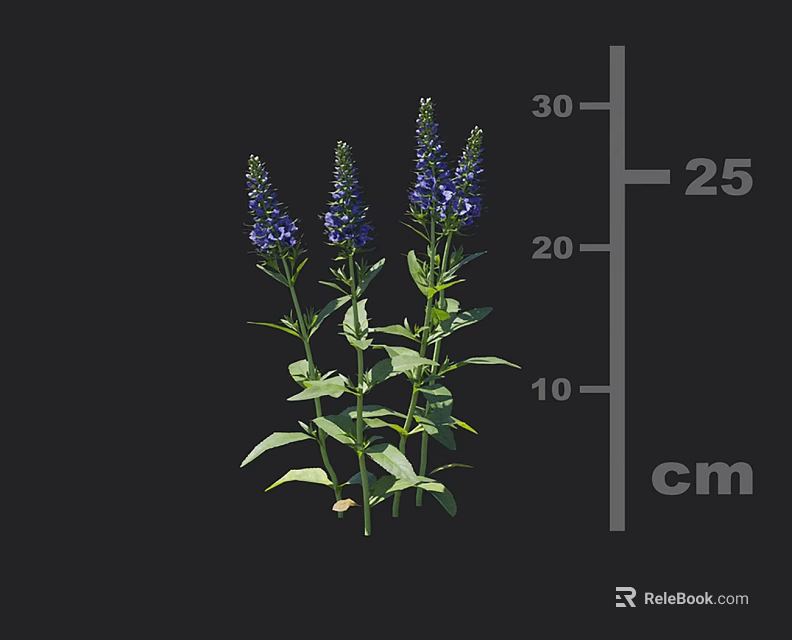 Blue Flowering Plants With Green Leaves Growing 25 to 30 cm Tall 3d model 