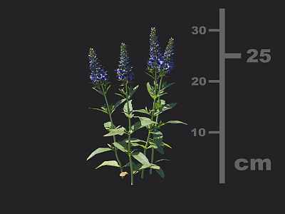 Blue Flowering Plants With Green Leaves Growing 25 to 30 cm Tall 3d model