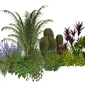 Diverse Plant Combination With Tropical Palms Cacti Purple Flowers And Red Foliage