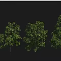 Various Arbor Tree Species Including Tabebuia Phoenix White Orchid And Cornus Trees 3d model