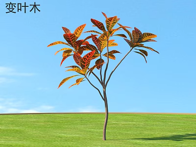 Colorful Croton Shrub With Red Yellow Orange Leaves Against Blue Sky And Green Grassy Field 3d model