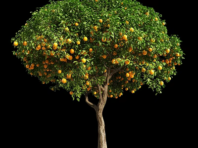Tall Fruit Bearing Tree With Green Leaves And Ripe Oranges On Branches 3d model