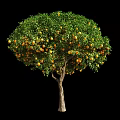 Tall Fruit Bearing Tree With Green Leaves And Ripe Oranges On Branches