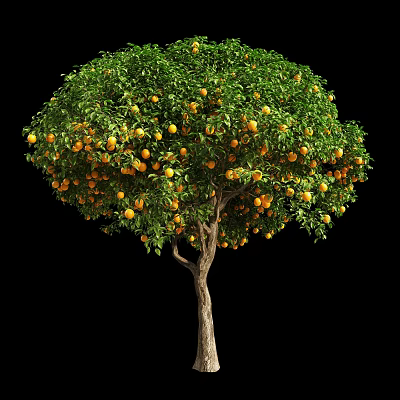 Tall Fruit Bearing Tree With Green Leaves And Ripe Oranges On Branches 3d model