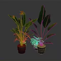 Tropical Potted Plants With Large Green Leaves And Orange Flowers In Brown Pots