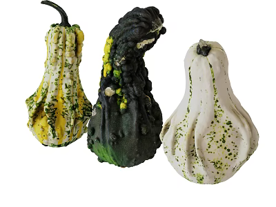 Fresh Decorative Gourds Vegetables With Various Colors Unique Shapes Isolated On White 3d model