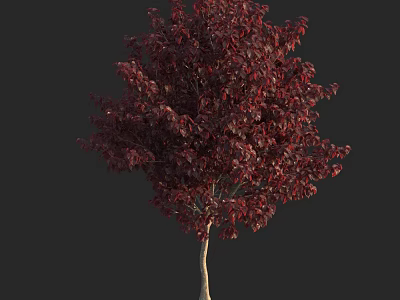 Dark Red Leaf Arbor With Slender Trunk And Lush Foliage Look 3d model