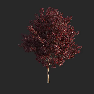 Dark Red Leaf Arbor With Slender Trunk And Lush Foliage Look 3d model