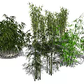 Various Bamboo Species In Natural Garden With Green Foliage And Stone Decorations