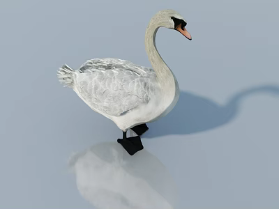 White Swan Standing Gracefully With Reflection On Clear Light Blue Surface 3d model