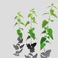 Three Green Plants with Fresh Leaves Casting Soft Shadows on Light Background 3d model