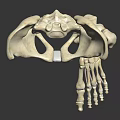 Anatomical Human Lower Limb Organ Skeleton Model Displaying Bone Structure Details For Study 3d model