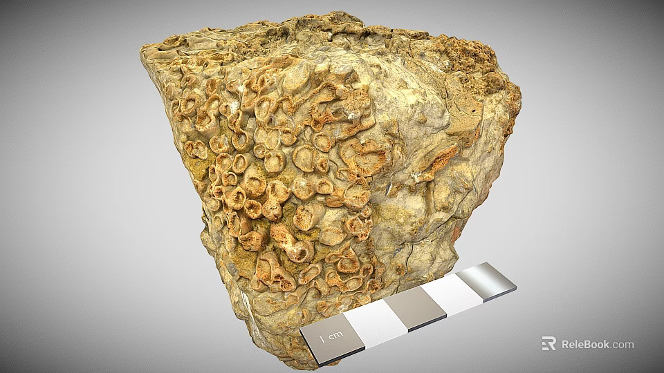 Natural Rock Sample With Fossilized Structures And 1cm Scale Measurement 3d model