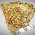 Natural Rock Sample With Fossilized Structures And 1cm Scale Measurement 3d model