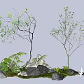 Two Arbor Trees With Rocks Ferns And Green Grass In Natural Garden