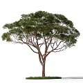 Different Arbor Tree Varieties With Lush Green Foliage And Natural Branch Structures 3d model