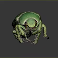Detailed View of Green Beetle With Shiny Striped Exoskeleton On Gray Background