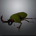 Stunning Metallic Green Shiny Beetle With Prominent Horns And Orange Legs
