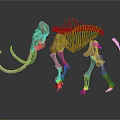 Complete Mammoth Skeleton With Bony Organ Structure And Long Curved Tusks