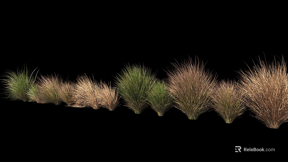 Diverse Ornamental Grasses with Various Colors and Textures Arranged Against Black Background 3d model 