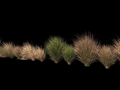 Diverse Ornamental Grasses with Various Colors and Textures Arranged Against Black Background 3d model
