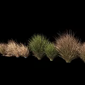 Diverse Ornamental Grasses with Various Colors and Textures Arranged Against Black Background