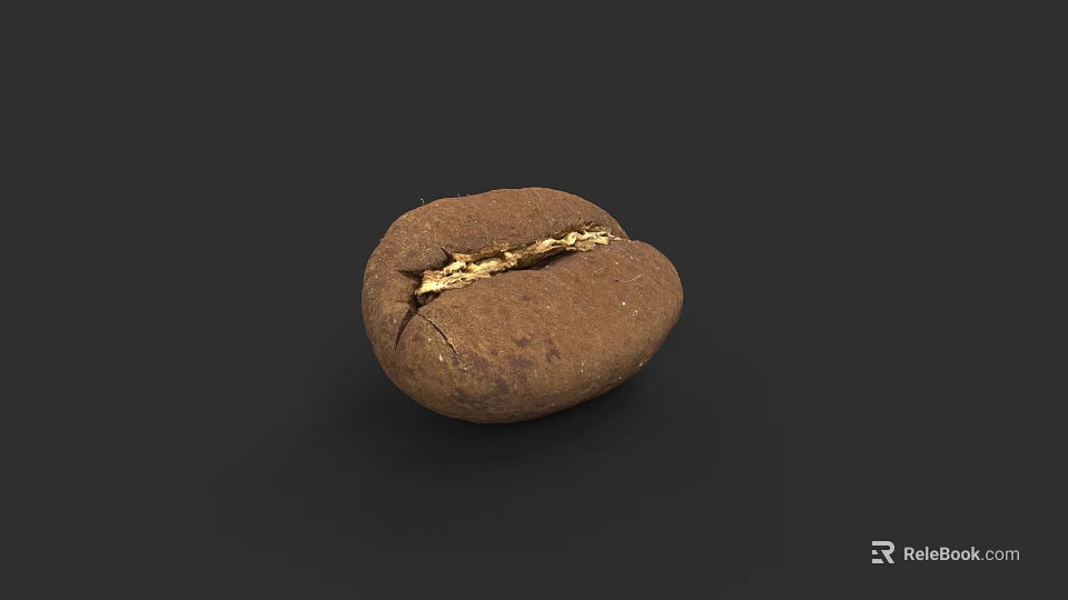 Detailed Botanical Painting of Cracked Brown Coffee Bean on Black Background 3d model 
