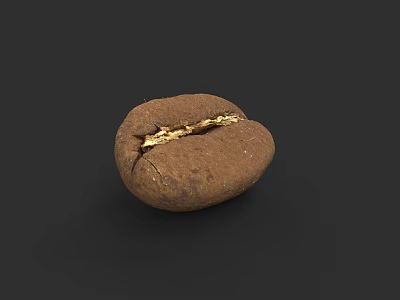 Detailed Botanical Painting of Cracked Brown Coffee Bean on Black Background 3d model
