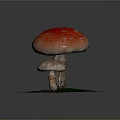 Fresh Wild Mushrooms with Red Cap White Spots and Small Gray One on Mossy Ground
