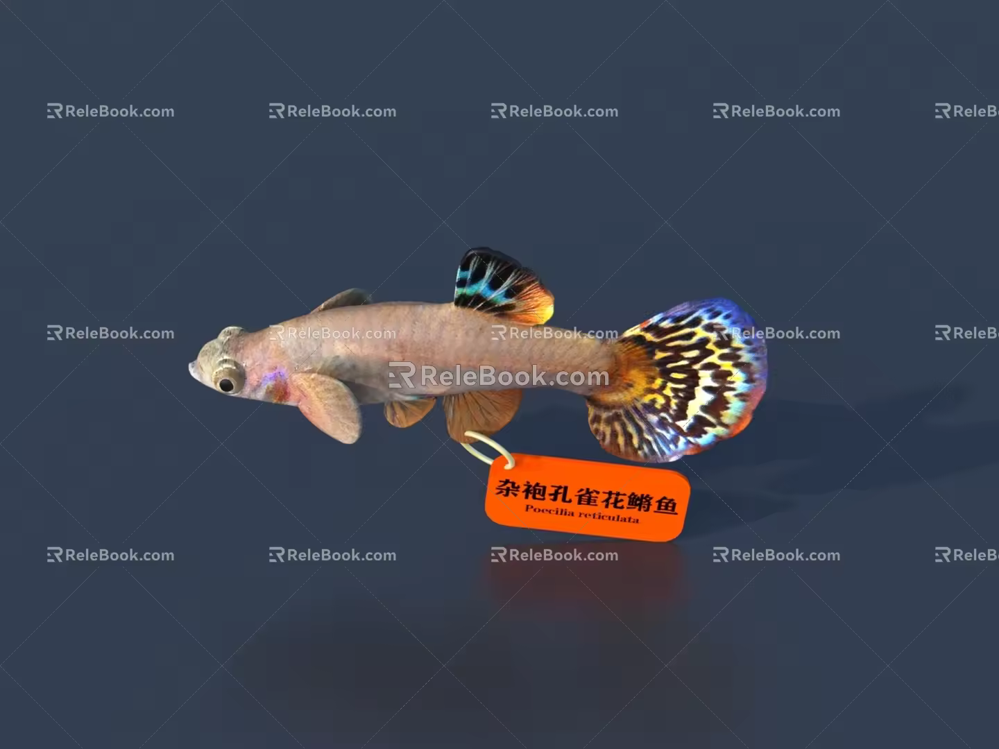 Fish 3D Model 3d model