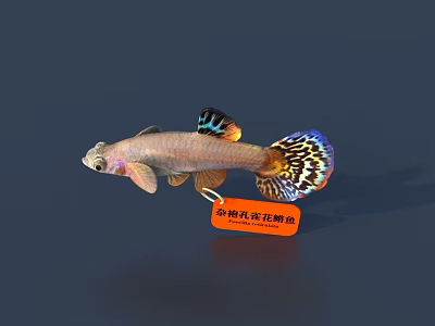 Vibrant Bicolor Tail Guppy Displaying Colorful Fins in Freshwater Aquarium Setup 3d model