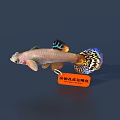 Fish 3D Model 3d model
