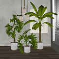 Potted Plants Indoor Display With Leafy Green Foliage Gray Wall And Wooden Floor