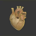 Detailed 3D Anatomical Heart Model As Medical Device For Educational Training