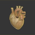 Heart Heart Human Heart Heart Anatomical Organs Human Organs Human Body 3d model