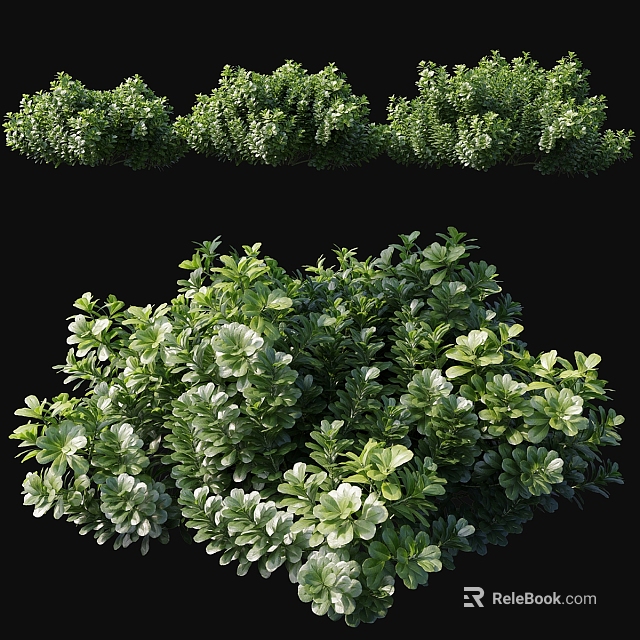 Lush Green Shrub With Dense Foliage And Vibrant Leaves For Garden Landscape 3d model 