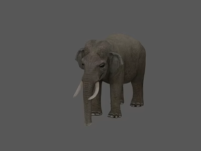 Detailed 3D Reptile Model Showcasing Lifelike Features and Natural Scales 3d model