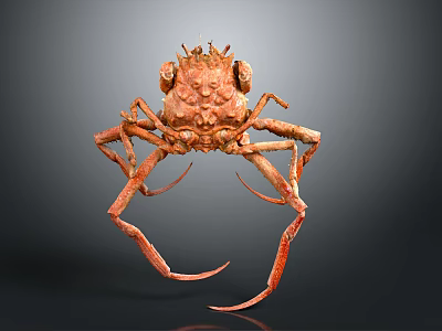 Red Crab with Long Legs and Complex Shell on Dark Background 3d model